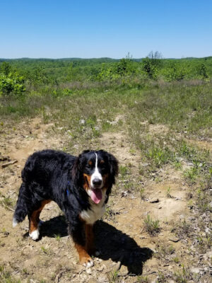 Zaleski State Forest