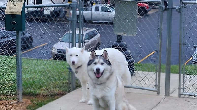 Dog Park at Love's Travel Stops - Zanesville, OH