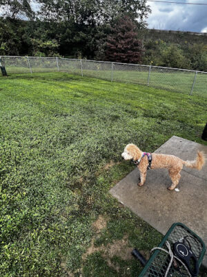 Dog Park at Love's Travel Stops
