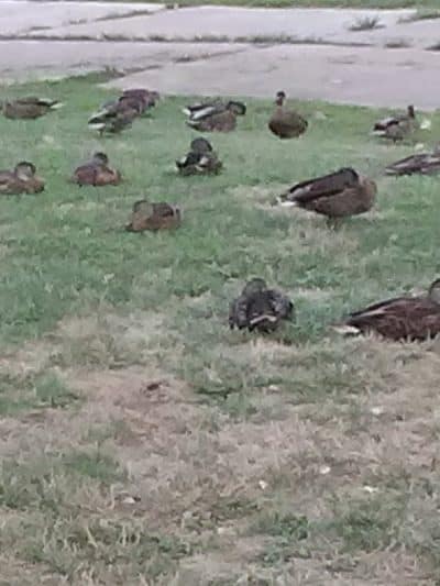 Riverside Park - Zanesville, OH