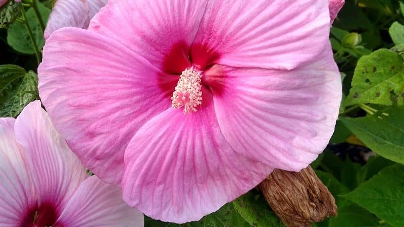 Zoar Gardens - Zoar, OH