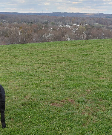 Abingdon Dog Park