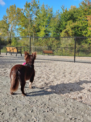 Abington Dog Park