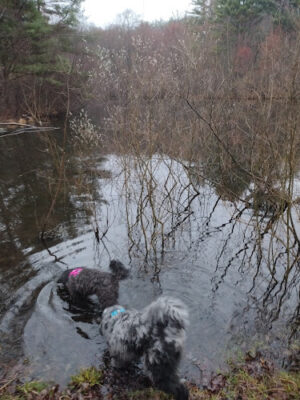 dog swimming pond