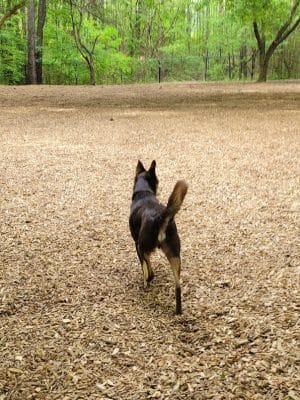 Pitner Road Dog Park - Acworth, GA