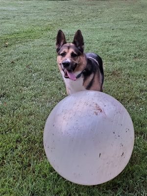 Pitner Road Dog Park - Acworth, GA