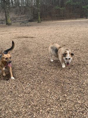 Pitner Road Dog Park - Acworth, GA