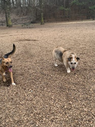 Pitner Road Dog Park
