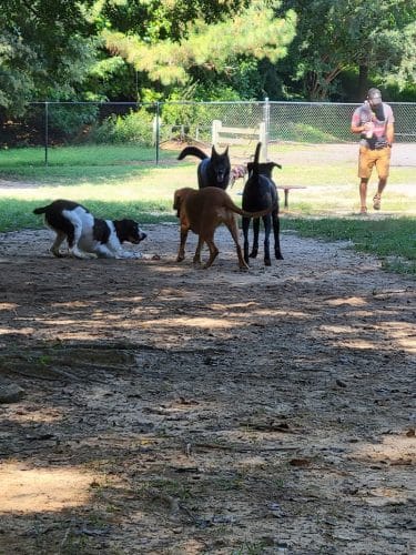 Pitner Road Dog Park