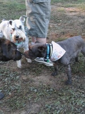 Pitner Road Dog Park - Acworth, GA
