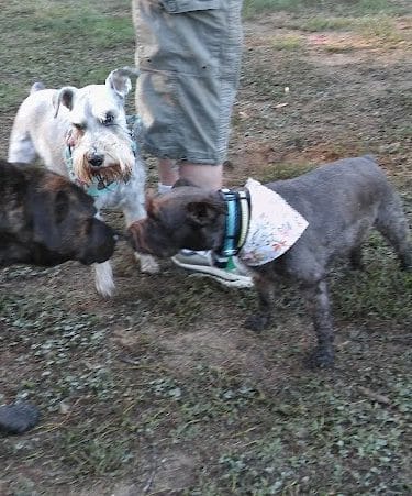 Pitner Road Dog Park