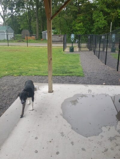 Ada Dog park - Ada,