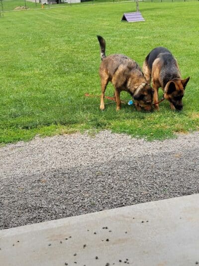 Ada Dog park - Ada,
