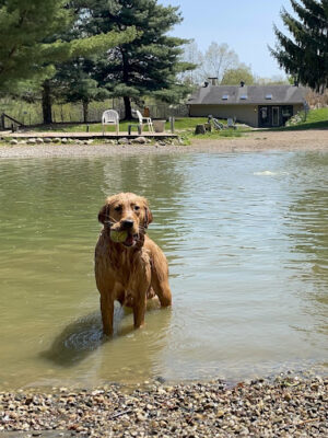 Shaggy Pines Dog Park