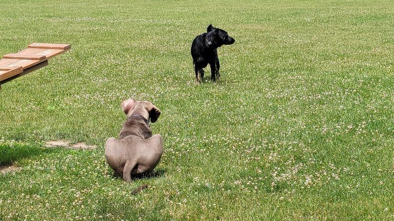 Shaggy Pines Dog Park - Ada, MI
