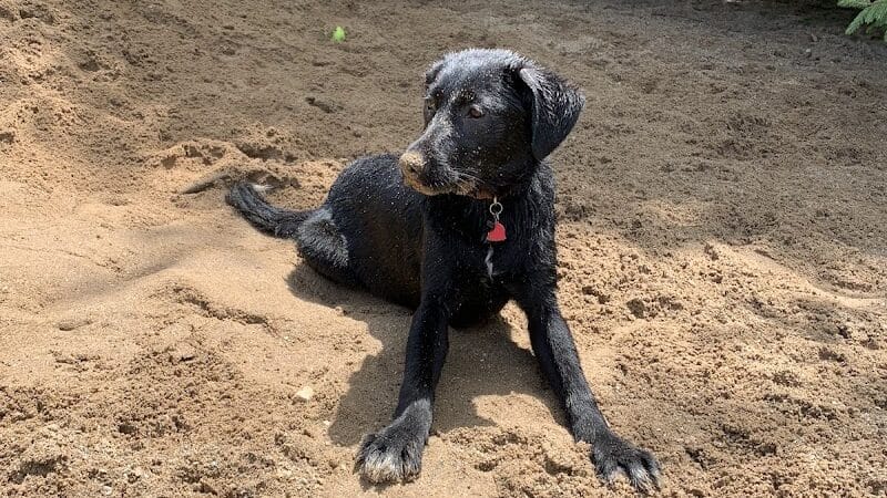 Shaggy Pines Dog Park - Ada, MI