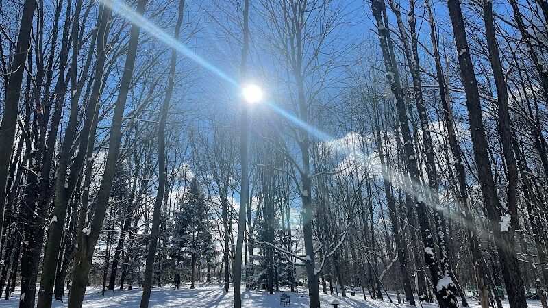 Shaggy Pines Dog Park - Ada, MI