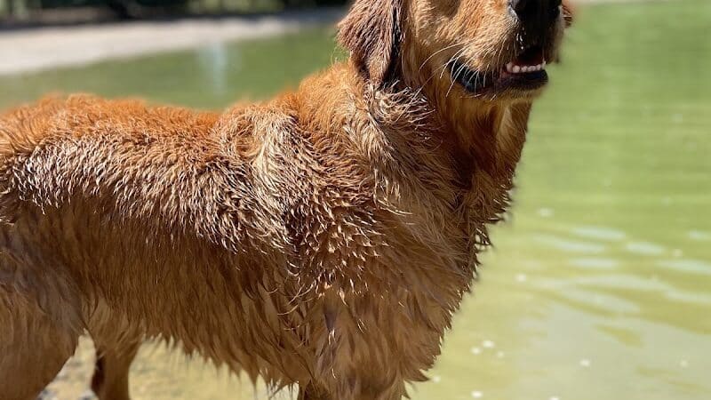 Shaggy Pines Dog Park - Ada, MI