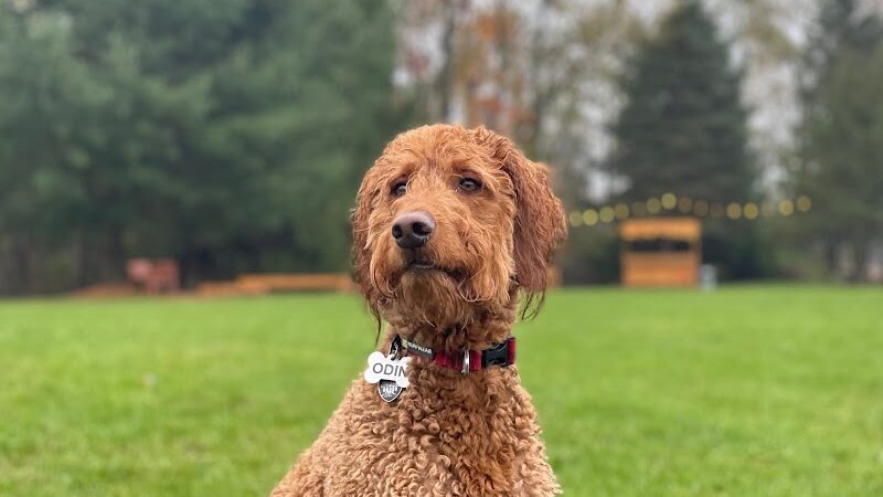 Shaggy Pines Dog Park - Ada, MI