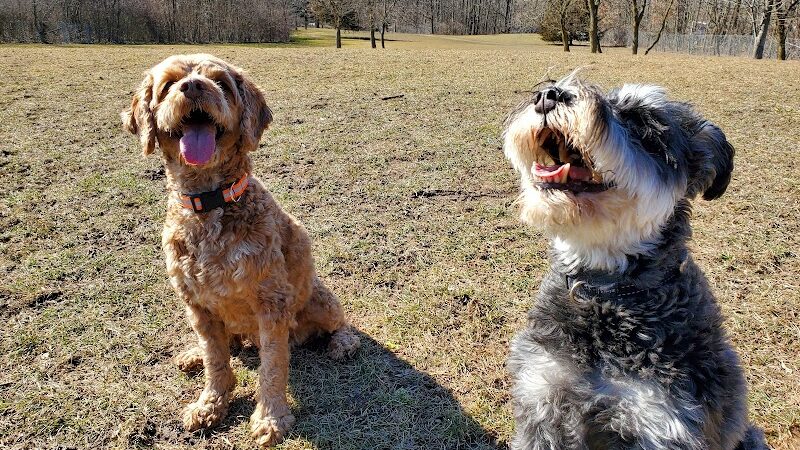 Shaggy Pines Dog Park - Ada, MI