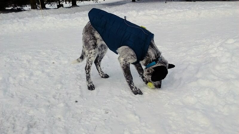 Shaggy Pines Dog Park - Ada, MI