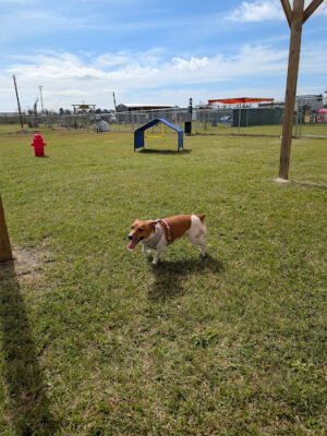 Ardy Mac's Dog Park and Kids Zone