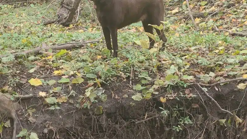 Adrian Dog Park - Adrian, MI