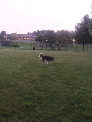 Adrian Dog Park