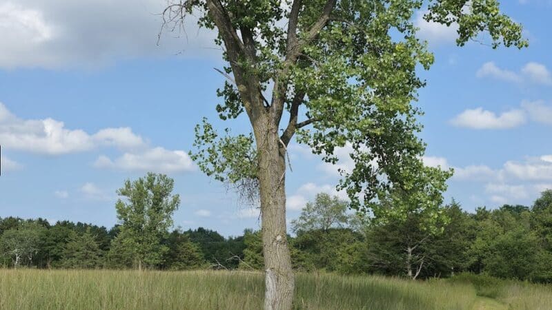 Belwin Conservancy: Stagecoach Prairie - Afton, MN