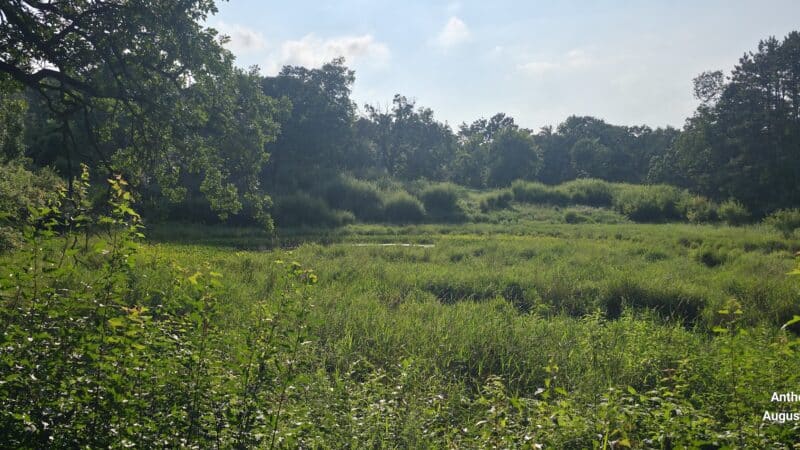 Belwin Conservancy: Stagecoach Prairie - Afton, MN