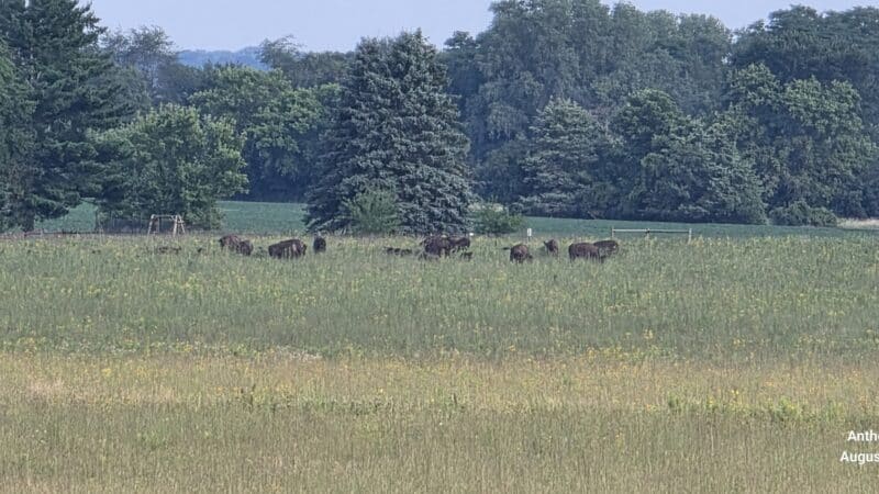 Belwin Conservancy: Stagecoach Prairie - Afton, MN