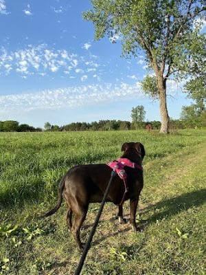 Belwin Conservancy: Stagecoach Prairie