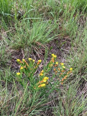 Belwin Conservancy: Stagecoach Prairie