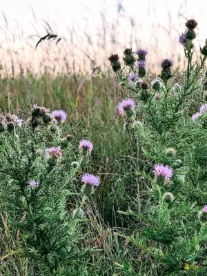 Belwin Conservancy: Stagecoach Prairie
