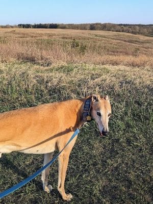 Belwin Conservancy: Stagecoach Prairie