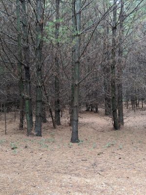 Afton State Park Dock and Picnic Area