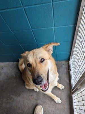 Aiken County Animal Shelter