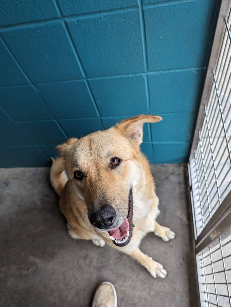 Aiken County Animal Shelter - Aiken, SC