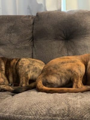 Aiken County Animal Shelter