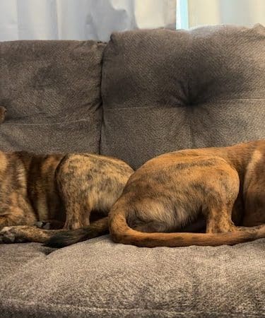 Aiken County Animal Shelter