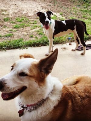 Aiken County Animal Shelter