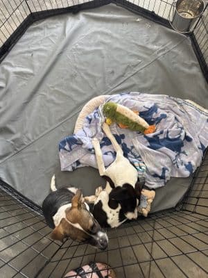 Aiken County Animal Shelter
