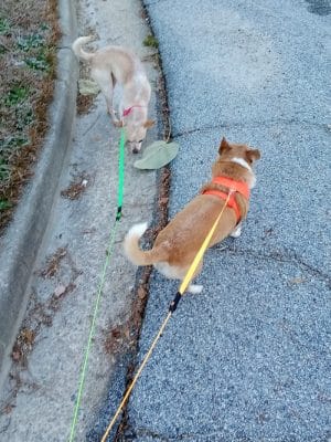 Aiken County Animal Shelter