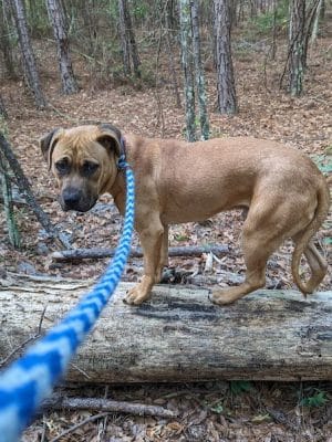 Aiken County Animal Shelter