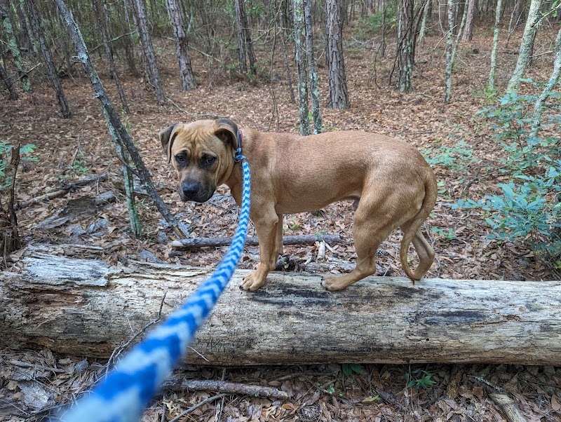 Aiken County Animal Shelter - Aiken, SC