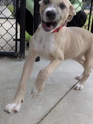 Aiken County Animal Shelter