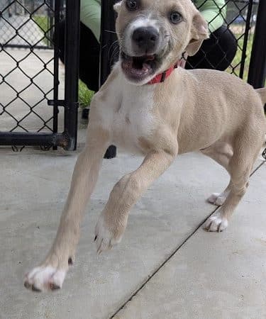 Aiken County Animal Shelter
