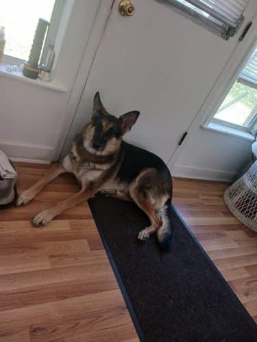 Aiken County Animal Shelter
