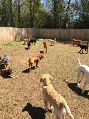 All 4 The Dog Daycare & Spa