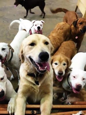 All 4 The Dog Daycare & Spa